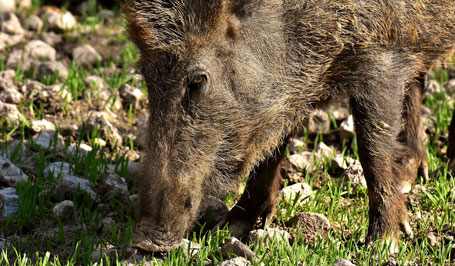 Wildschwein, der auf einem steinigen Rasen steht
