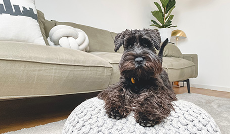 Ein kleiner Hund liegt auf einem weißen Pouf vor einem großen beige-farbenem XXL-Sofa