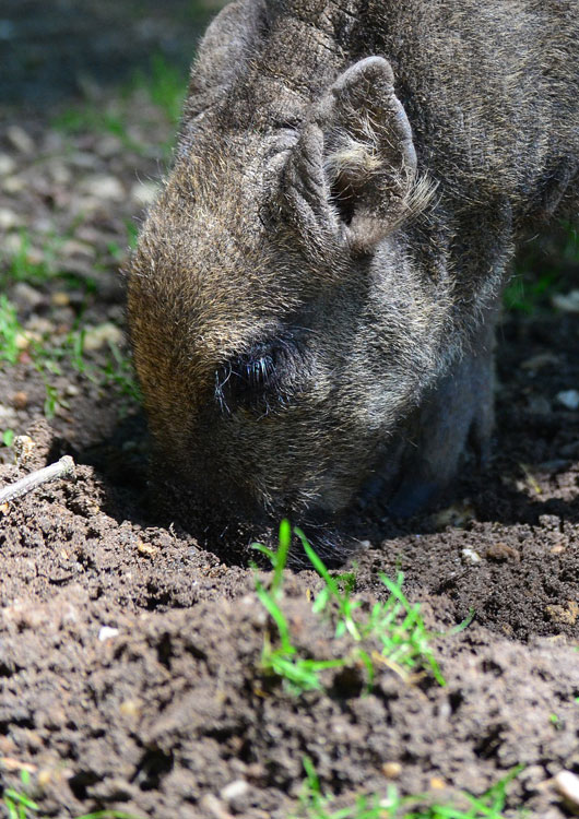 Vibes-Kachel zum Thema Wildrepell mit einem Wildschwein im Garten wühlend